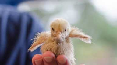 PSPCA rescues 800 chicks from North Philly lot