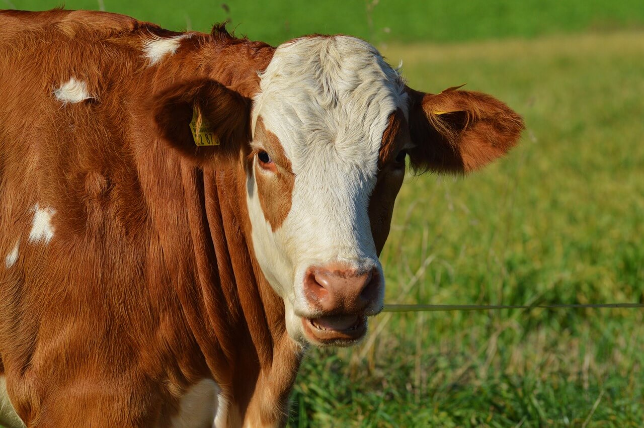 dairy cows