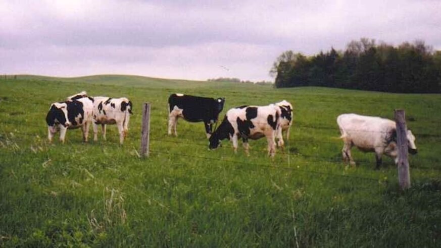 Dairy cows via wikimedia