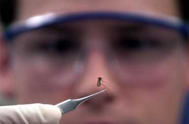11 West Nile virus infections found in Philly