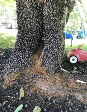 Could exotic wasps fix the Spotted Lanternfly problem?