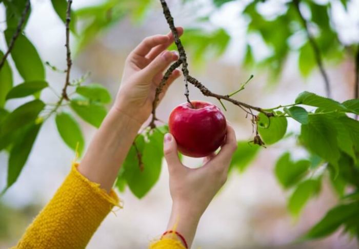 apple picking