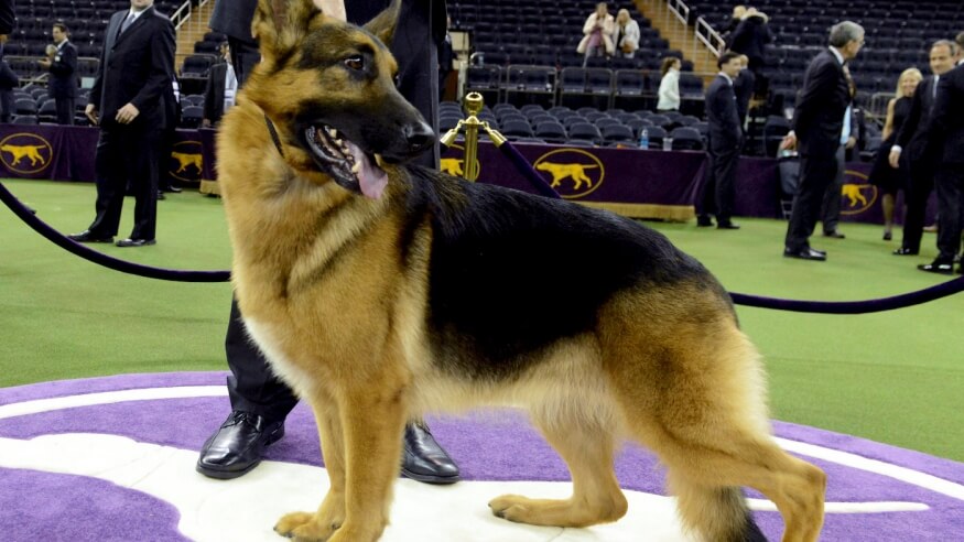 National Dog Show winner Rumor.