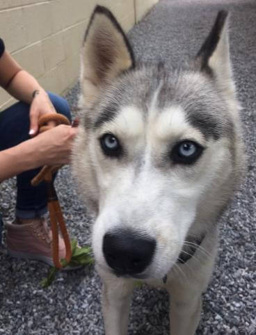Debarked husky