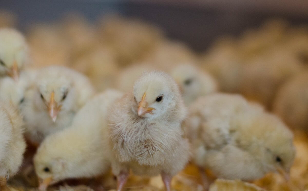 Baby chicks rescued by the PSPCA.