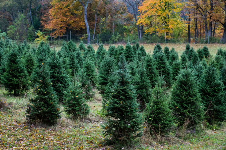 Christmas trees in Philadelphia