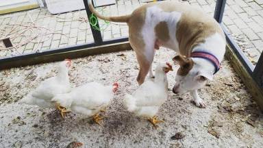 Chicks saved from North Philly lot find new coops