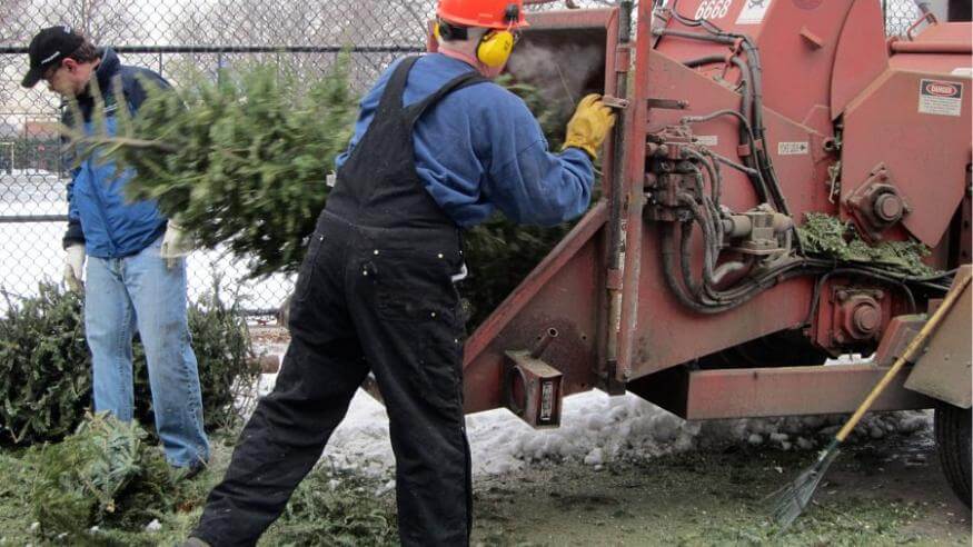 Christmas trees getting mulched