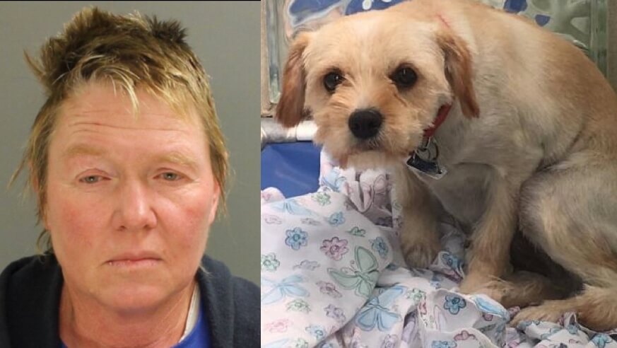 Ex-veterinarian pleads guilty to felony animal cruelty charges against Lancaster dogs