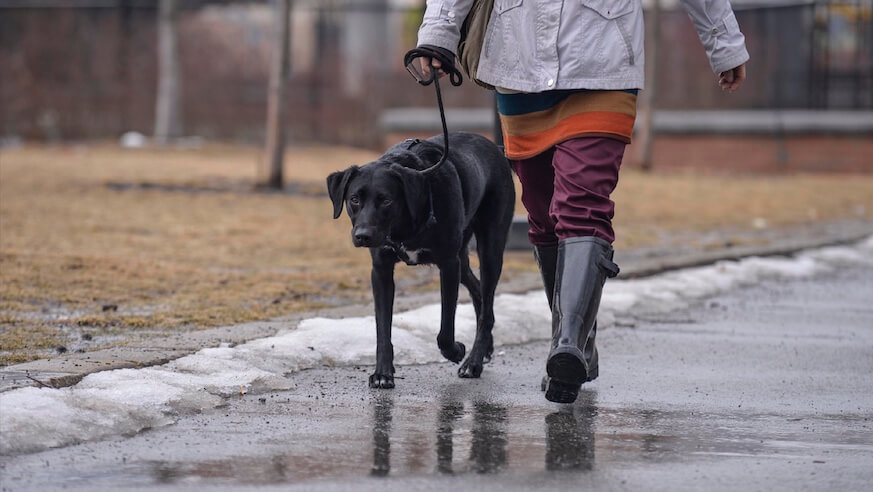 Victim killed with punch in South Philly dog-walking dispute identified