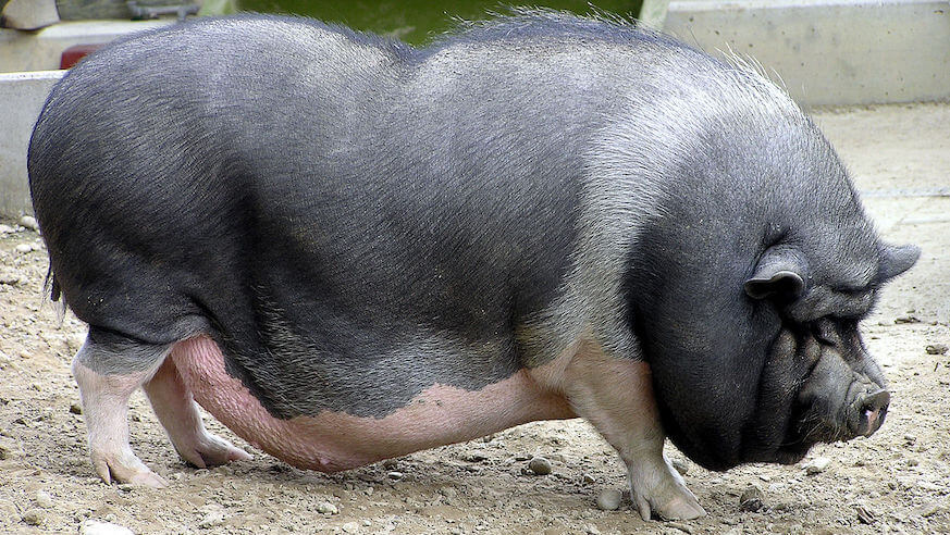PSPCA seeks beheader of pot-bellied pig
