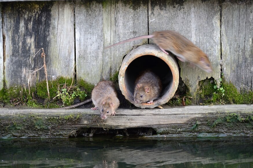 Rats move into Philly neighborhood