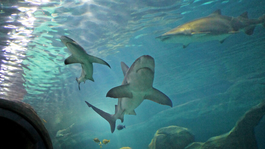 Shark Week, things to do in Philly