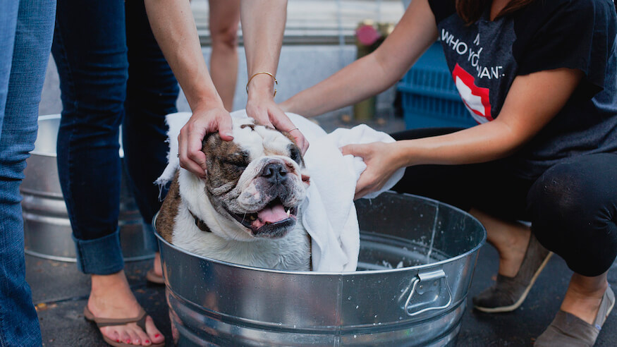 Where to celebrate National Dog Day in Philly