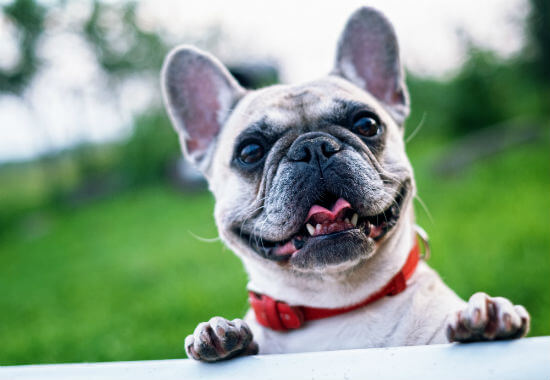 La Salle welcomes dogs in dorms