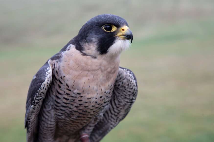 Mystery surrounds death of peregrine falcon