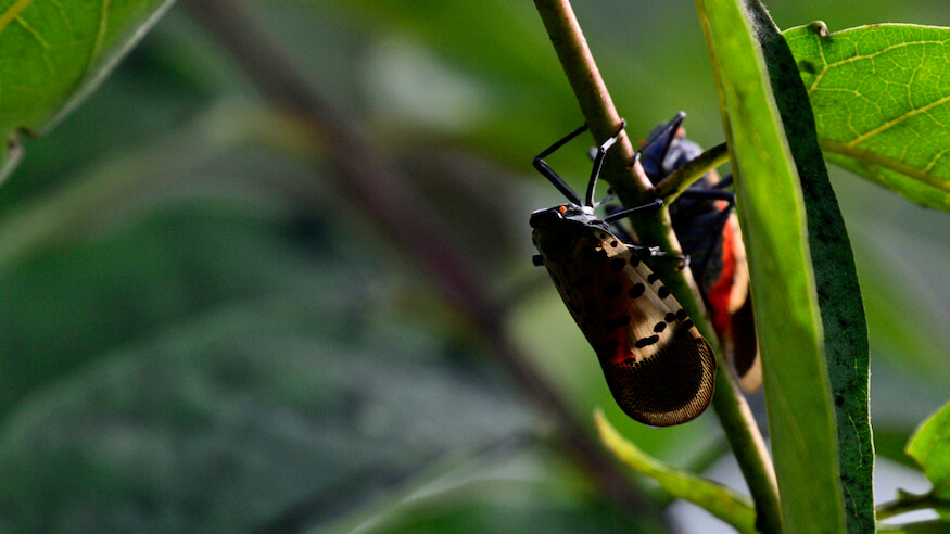 spotted lanternfly