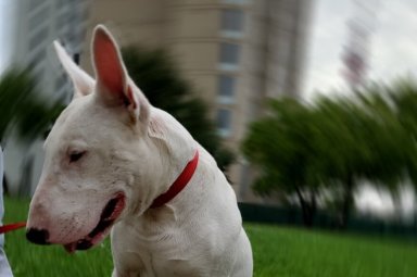 West Philly pup needs your help after protecting his human