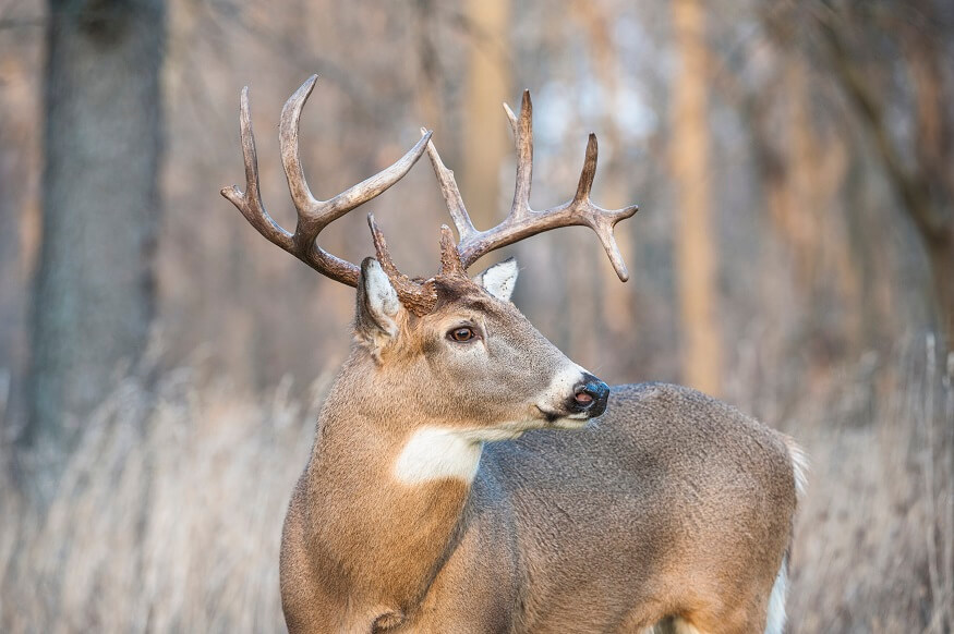 State files charges against teens who abused deer