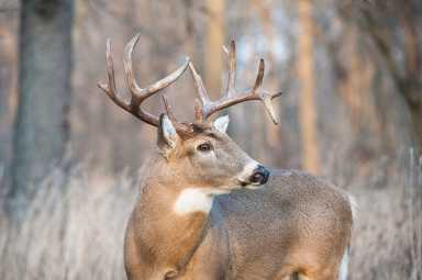 State files charges against teens who abused deer