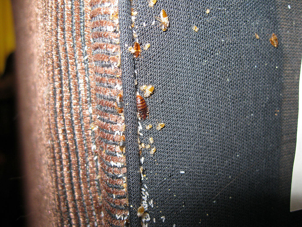 1024px-Bedbugs