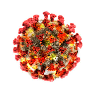 corona virus isolated