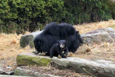Cub-Kayla-outside-1-1