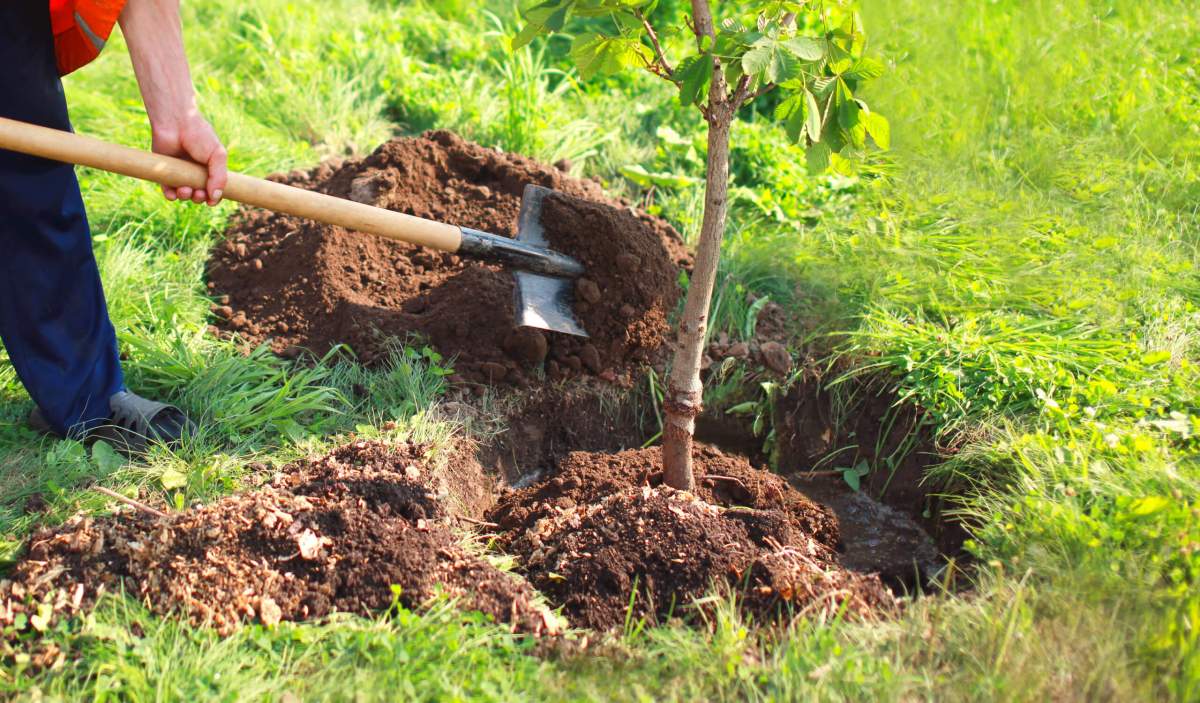 Man plants a small tree, hands holds shovel digs the ground, nature, environment and ecology concept