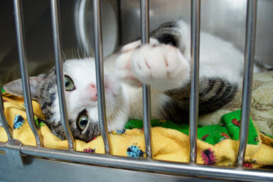 A rescue kitten reaches a paw out of its cage