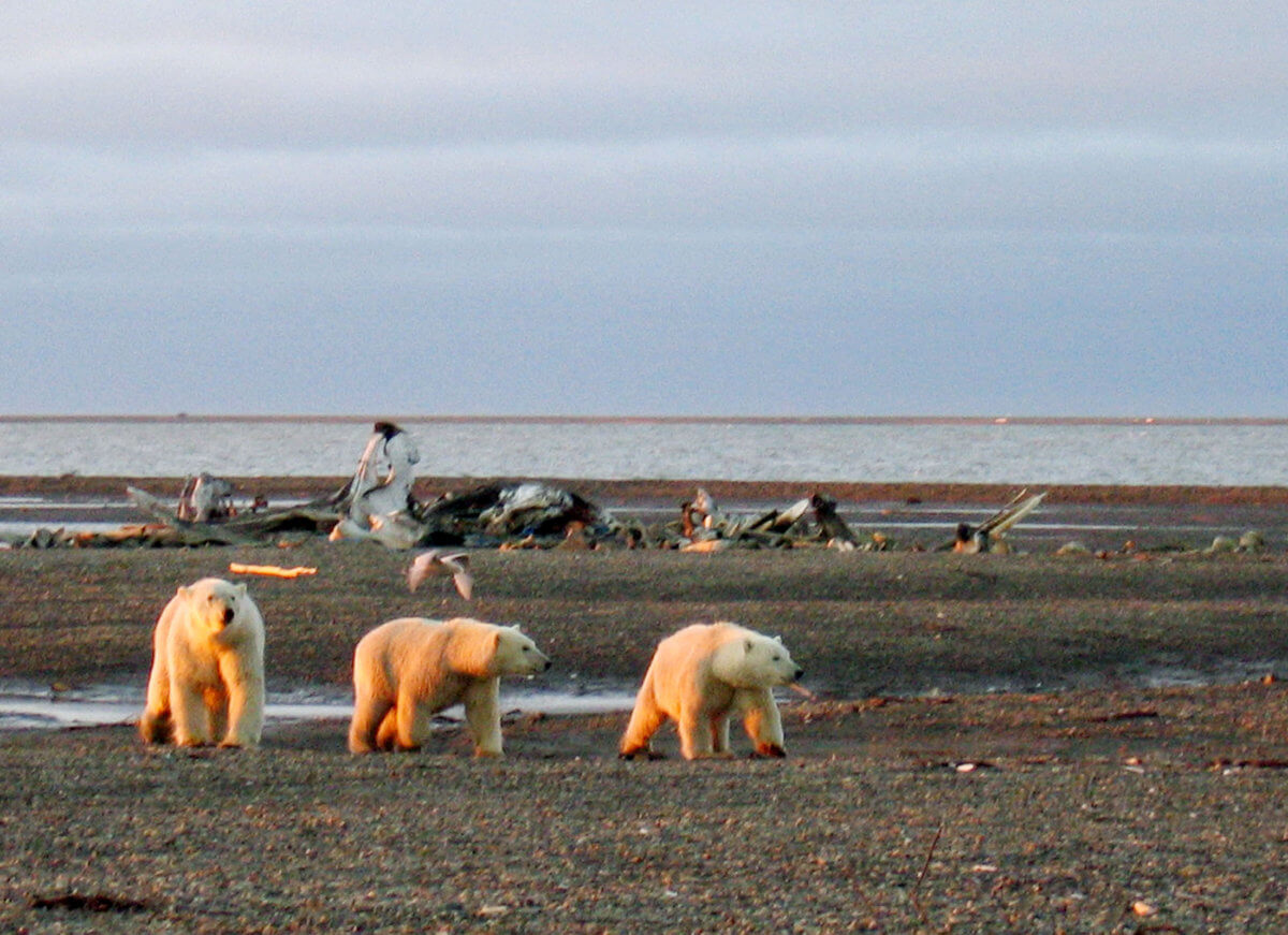 FILE PHOTO: Polar bears are seen within the 1002 Area of the Arctic National Wildlife Refuge