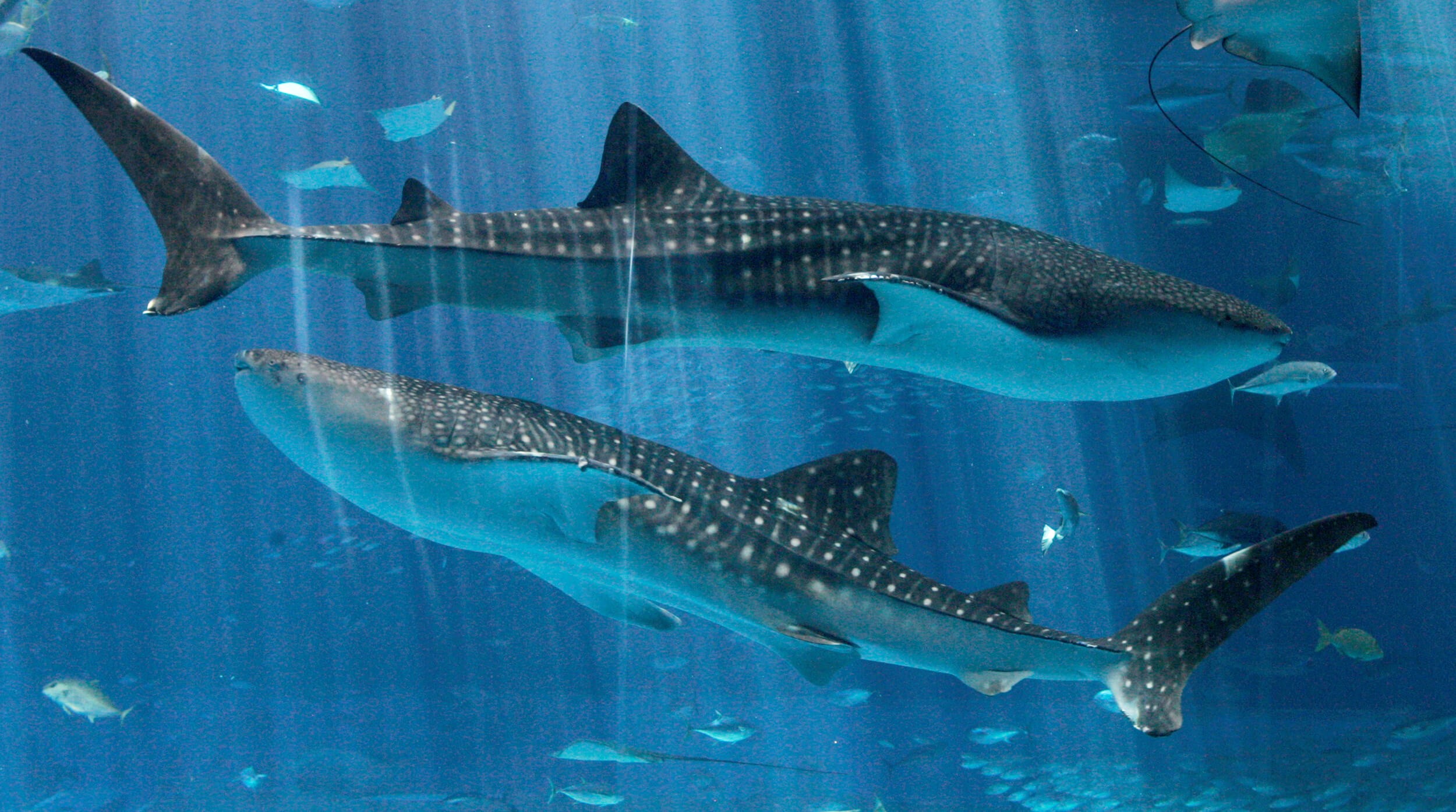 Girl power in the deep blue sea: World's largest fish are female – Metro  Philadelphia