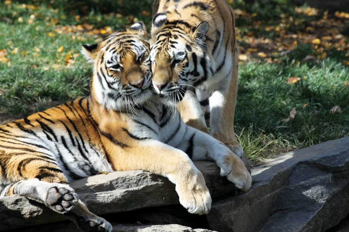 AmurTigers_107-1