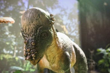 Pachycephalosaurus 1 (2) (1)