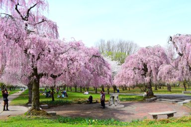 Cherry Trees 2_ JASGP