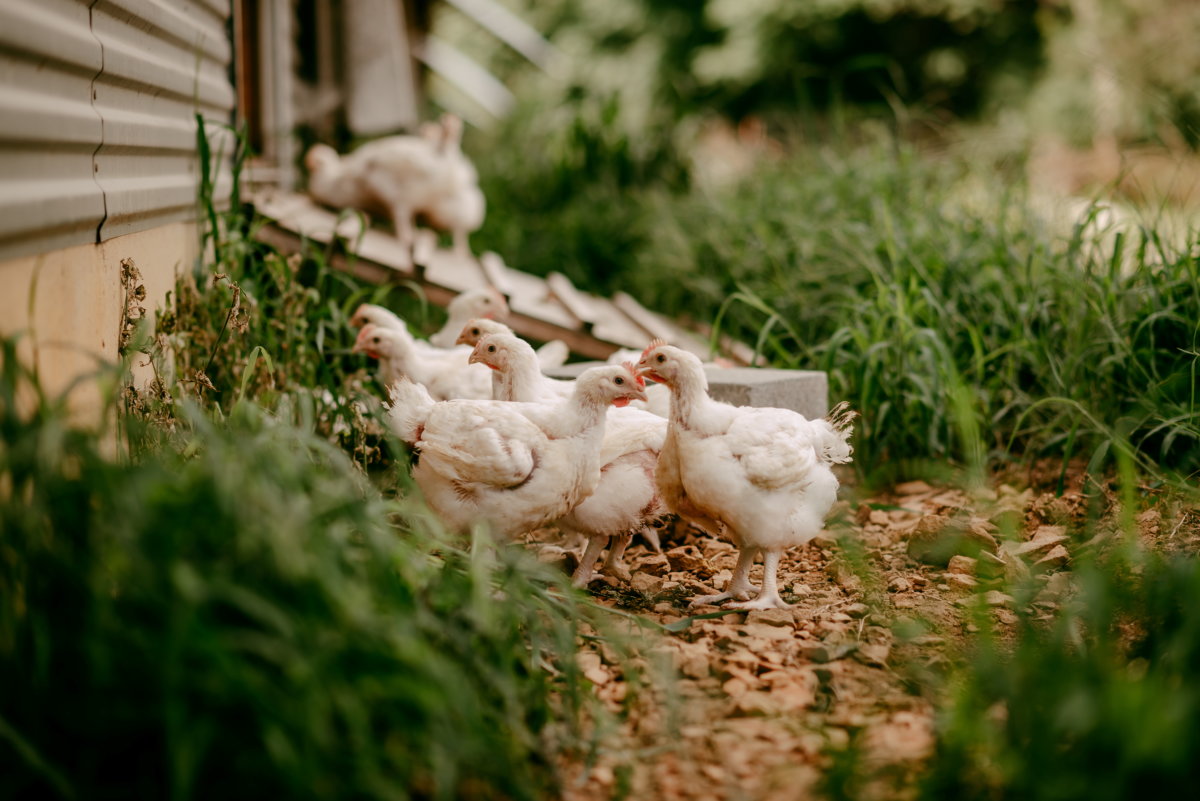 Organic chickens are seen at Valley View Farm in Linville, Virginia