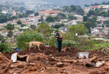 A search and rescue team member uses a dog to search for bodies in Dassenhoek near Durban