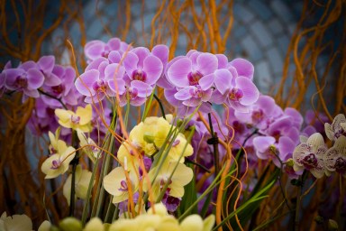 Philadelphia Flower Show