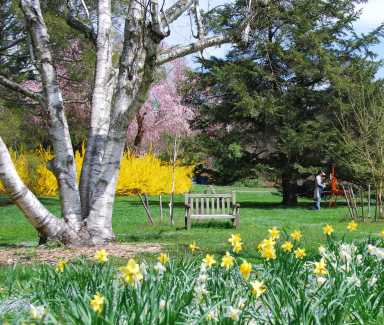 Chestnut Hill's Morris Arboretum, cherry blossoms in Philadelphia