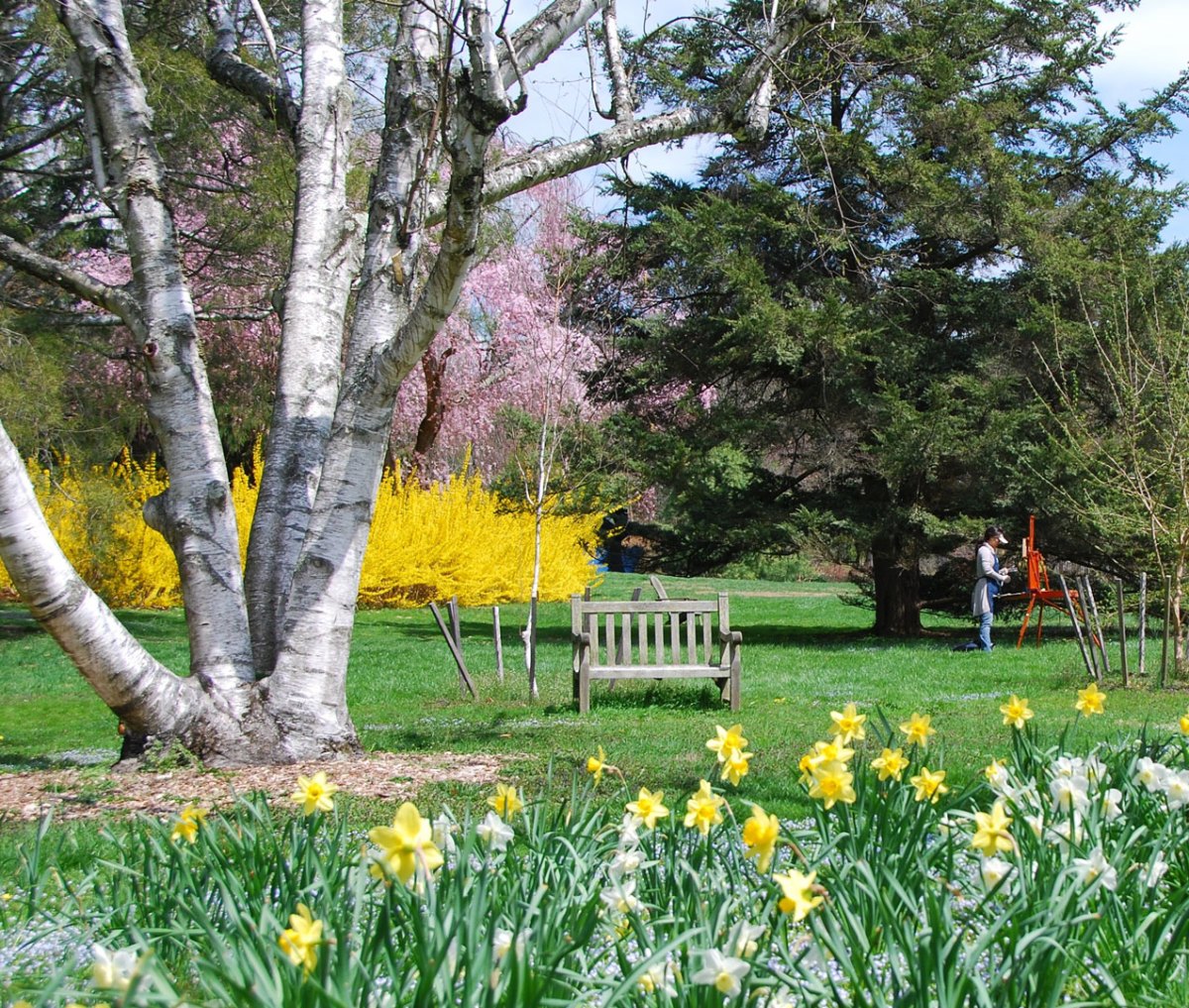 Chestnut Hill's Morris Arboretum