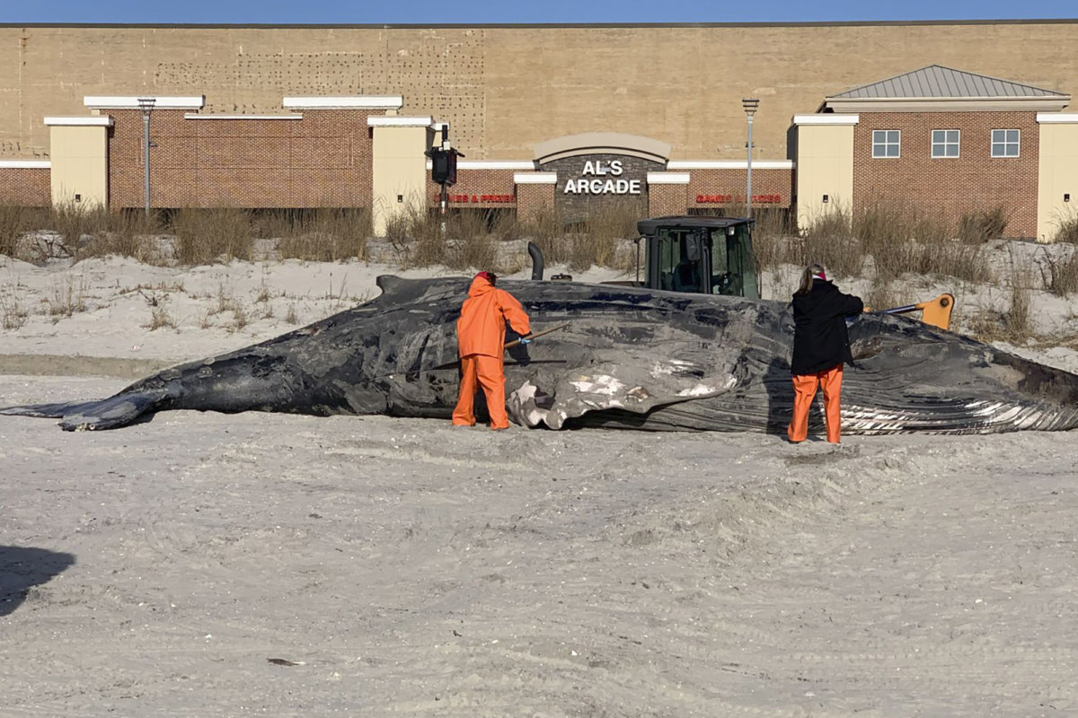 Groups seek probe of NY-NJ whale deaths amid wind power prep – Metro