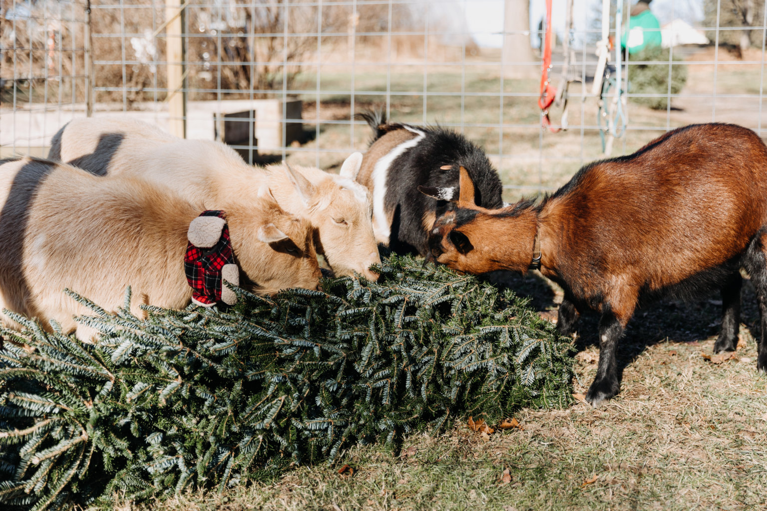 Philly Goat Project: Watch Your Christmas Trees Become Goat Snacks ...