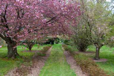 Andalusia, cherry blossoms in Philadelphia