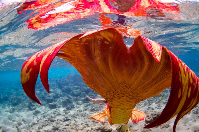 Mermaids at Camden Adventure Aquarium, things to do in Philly 