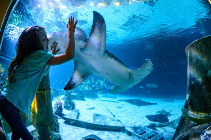 Swim with Sharks at Camden's Adventure Aquarium