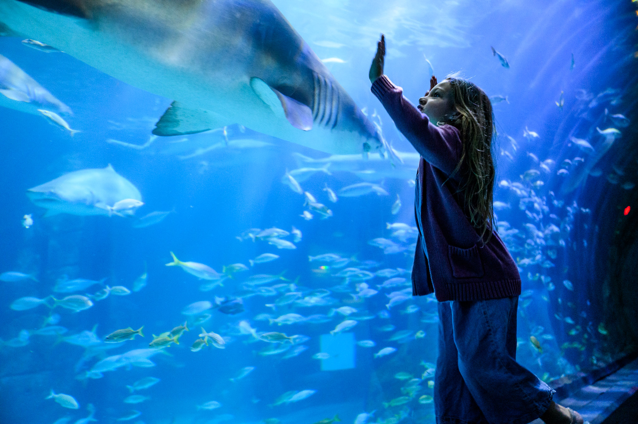 Shark Aquarium in New Jersey  SEA LIFE New Jersey Aquarium