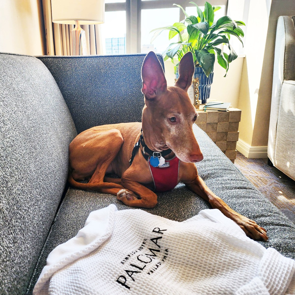 Kimpton dog