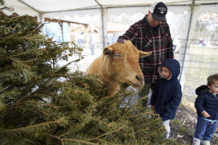 Philly Goat Project turns your Christmas trees into goat snacks – Metro  Philadelphia