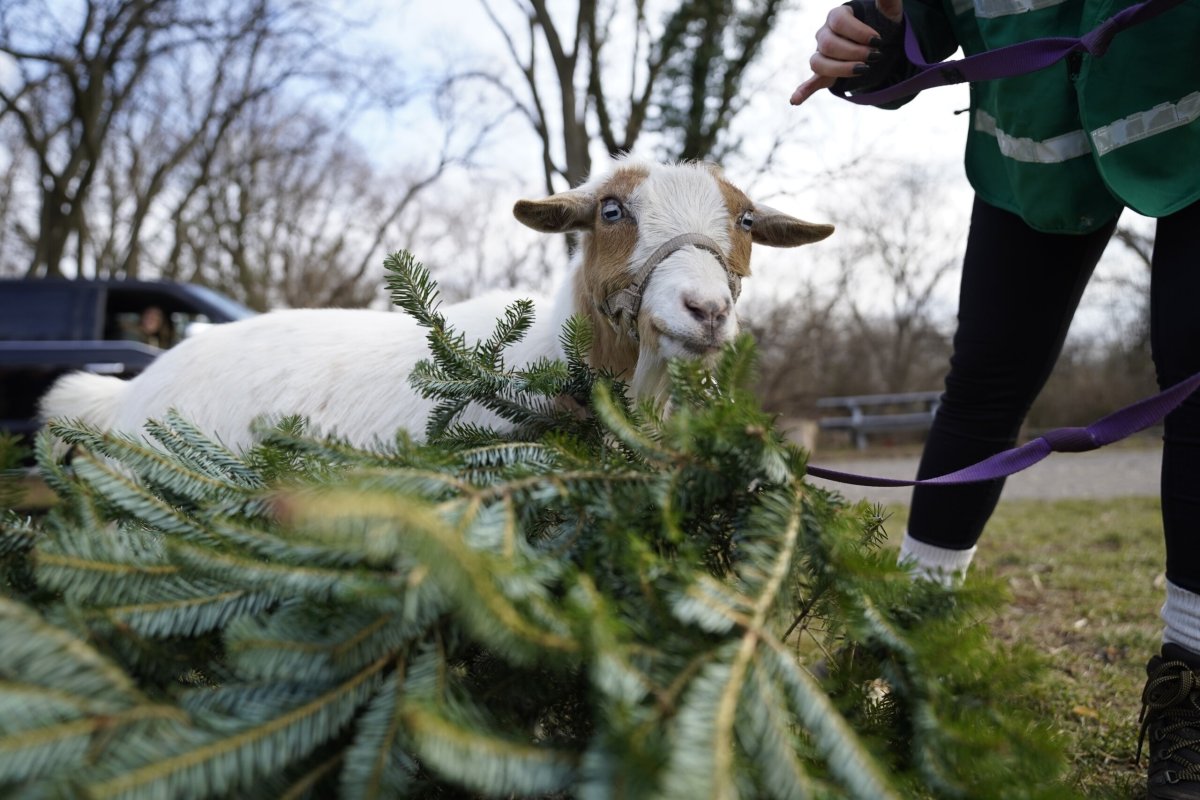 Philly Goat Project