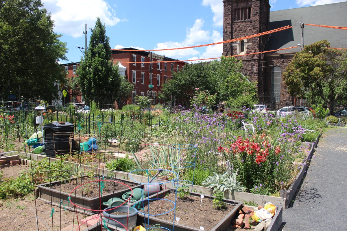 Latiné garden