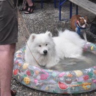 Evil Genius puppy pool party
